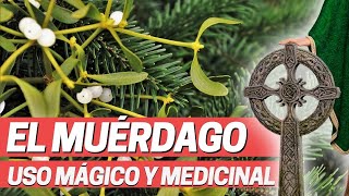 EL MUÉRDAGO PROPIEDADES MEDICINALES Para el cáncer hipertensión Viscum álbum Plantas mágicas [upl. by Dirk]