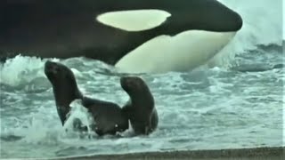 Deadly Killer Whale Moments  Top 5  BBC Earth [upl. by Klein481]