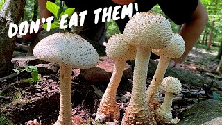 7 Common Poisonous Mushrooms You Should Know [upl. by Dilks]