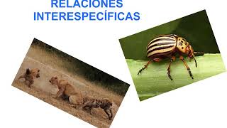 Relaciones interespecíficas  Ecología  3ESO [upl. by Meela]