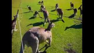 The REAL Sound of Skippy the Bush Kangaroo [upl. by Oetam484]