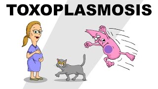 Toxoplasmosis  Plain and Simple [upl. by Anaidirib897]