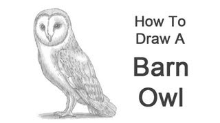 How to Draw a Barn Owl [upl. by Yraeg]