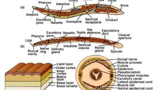 Phylum Nematoda Part 1 Notes [upl. by Marolda254]