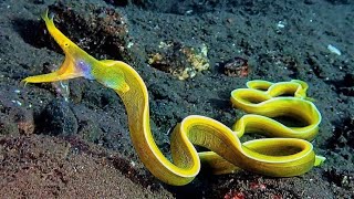 10 Most Beautiful Deep Sea Creatures You Must See to Believe [upl. by Bryant]