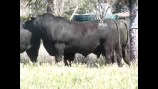 Texas Angus QLD Bulls to sell at Triple B Brangus Bull Sale [upl. by Kooima]