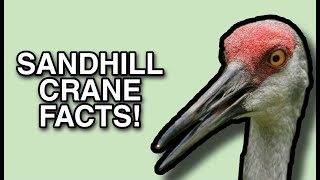 The Life of the Crane Sandhill Crane Facts [upl. by Alaecim]