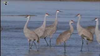 Flock of Sandhill Cranes [upl. by Benn]