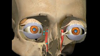 NASOLACRIMAL APPARATUS 3D ANATOMY  VALVES OF NLD SYSTEM  LACRIMAL GLAND [upl. by Strohl]