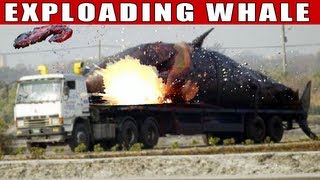 EXPLODING WHALE  Real Or Fake [upl. by Eniamerej261]