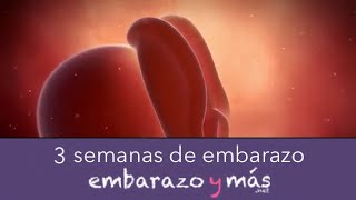 3 semanas de embarazo  Primer mes  EMBARAZOYMAS [upl. by Elodia]