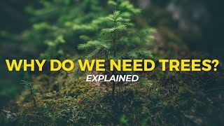 Why Do We Need Trees  Eco Facts  One Tree Planted [upl. by Wilbur]