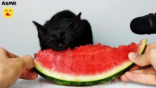 Cat Eating Watermelon ASMR 🍉 [upl. by Elazaro477]