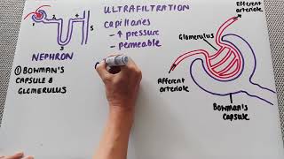 The glomerulus and Bowmans capsule [upl. by Prebo]