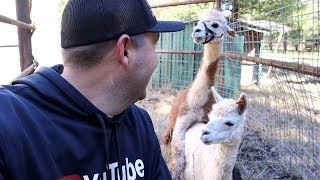 Unexpected ALPACA Mating CRAZY [upl. by Monson]