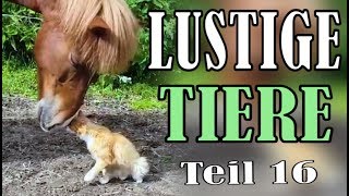 Süße und Lustige Tiervideos  Teil 16   ✪ Stern DuTube [upl. by Karie]