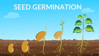 Seed Germination  How Does A Seed Become A Plant [upl. by Rayshell]