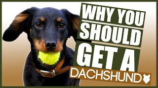 DACHSHUND 5 Reasons Why YOU SHOULD GET a Dachshund Puppy [upl. by Gerta63]