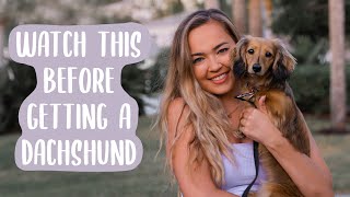 Owning a Dachshund THE PROS AND CONS [upl. by Washington]