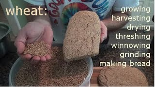 WHEAT  growing harvesting processing and making bread [upl. by Mariano]