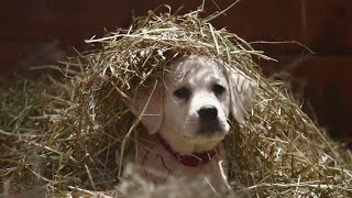 Budweiser quotLost Dogquot Superbowl 2015 Commercial THE FEELS [upl. by Namhcan701]