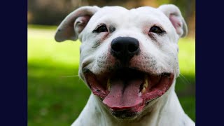 BEST ☝ Staffordshire Bull Terrier 🤣 Funny Videos Of All Time [upl. by Seow]