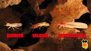 WHAT ARE SUBTERRANEAN TERMITES TRULY NOLEN PEST GUIDE [upl. by Ahselaf]