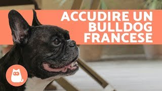 Accudire un BULLDOG FRANCESE [upl. by Seka]