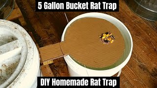 5 Gallon Bucket Rat Trap  DIY Homemade Rat Trap [upl. by Manlove702]