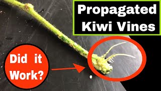 Propagating Kiwi Fruit Vines  It Works [upl. by Auguste]