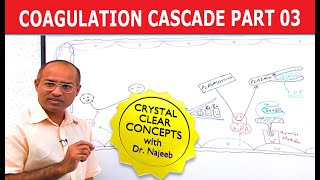 Coagulation Cascade  Part 312 [upl. by Granniah156]