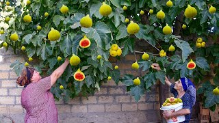 Harvesting FIGS Making Jam and juice [upl. by Lleznod]