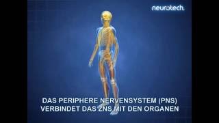 Grundlagen 1 Das Nervensystem ZNS PNS neurotech [upl. by Ennaylil]