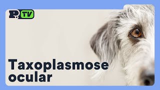 Toxoplasmose ocular [upl. by Eenafets247]