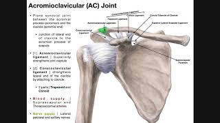 The Acromioclavicular AC Joint  Anatomy and Function [upl. by Demb491]