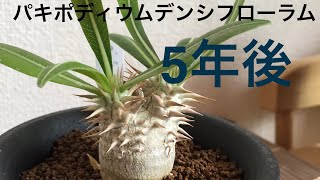 パキポディウムデンシフローラム国内実生の5年後の成長結果 Pachypodium densiflorum [upl. by Yerkovich]