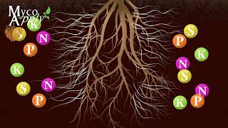 Mycorrhizal Animation [upl. by Lalise]