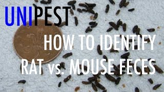 How to Identify Rat vs Mouse Feces Unipest DIY Pest Control in Santa Clarita Series [upl. by Yeleen299]