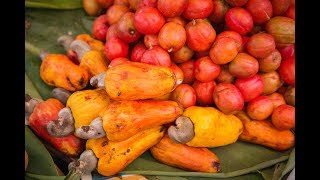 Cashewnut Harvesting and Processing  Cashew Nut Harvest [upl. by Beaver]