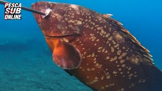 PESCA SUB  Orata Gigante e Polpi nel sottocosta Pesca subacquea in SICILIA  SPEARFISHING 2021 [upl. by Hugibert]