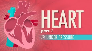 The Heart Part 1  Under Pressure Crash Course Anatomy amp Physiology 25 [upl. by Anaytat]