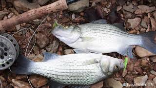 How to catch white bass Flyfishing at Horseshoe Bend in Oklahoma [upl. by Aniroc99]