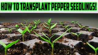 1 SIMPLE Method to TRANSPLANTING Pepper Seedlings Grown Indoors  Easy Steps for Success [upl. by Eednas888]