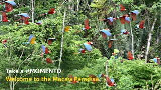 Take a MOMENTO  Discover the Paradise of Macaws  Tambopata [upl. by Hannahs]