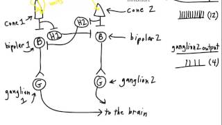 Lateral Inhibition [upl. by Aubin]