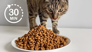 30 minute Compilation  Cat Eating Dry Food  ASMR 🎧 [upl. by Ignacio]