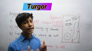 Turgor  Turgidity In Plants  Structure and function of cell [upl. by Beltran]