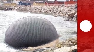 Video Stinking bloated blue whale carcass troubles Canadian fishing community [upl. by Fransen]