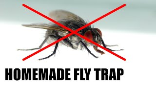 Make a Homemade Fly Trap  Science Project [upl. by Airbmac]