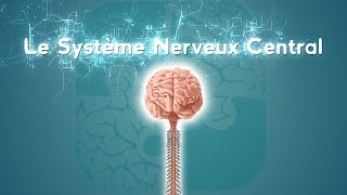 Neurolexique 2  Le Système Nerveux Central [upl. by Nylhsa842]